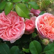 Троянда чайно-гібридна Чіпп енд Дейл